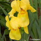 goldbeater